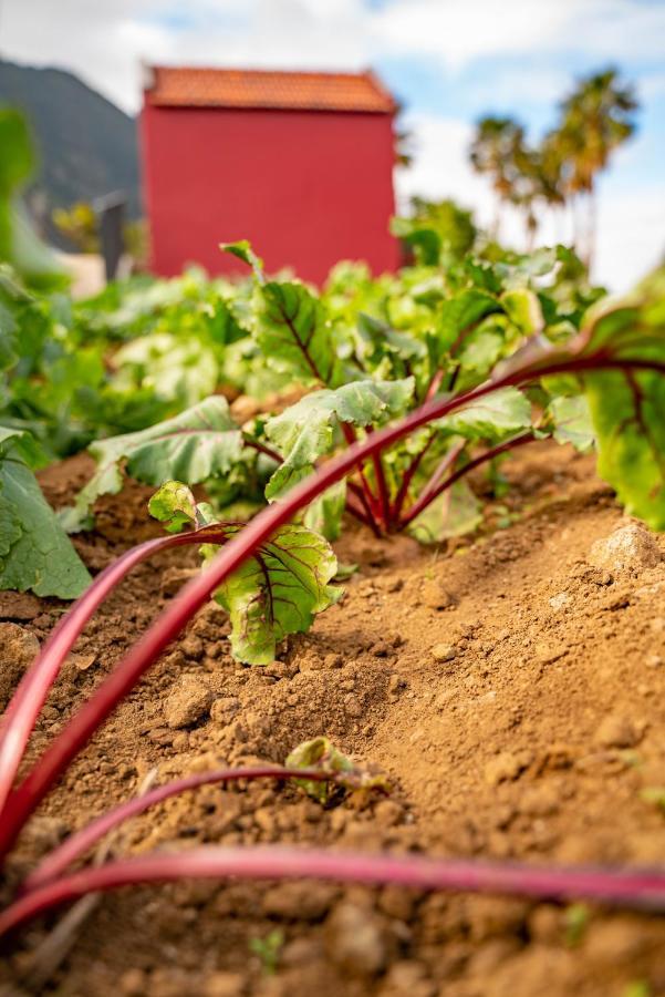 فيلا Quinta Vale Vitis São Vicente المظهر الخارجي الصورة
